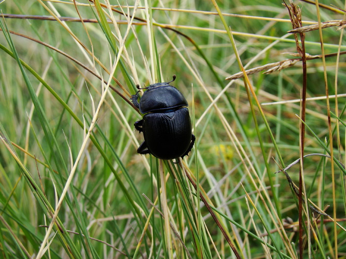 Carabus