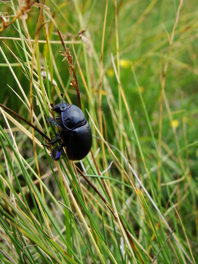 Carabus