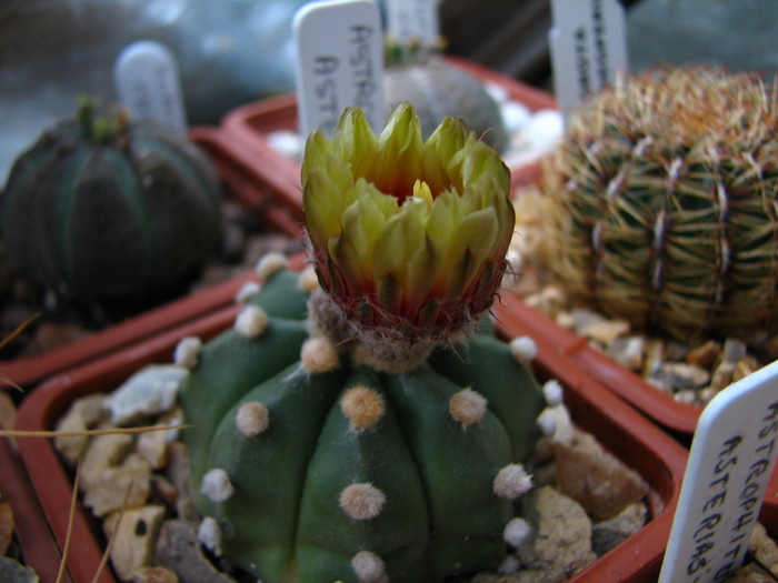 asterias - Astrophytum