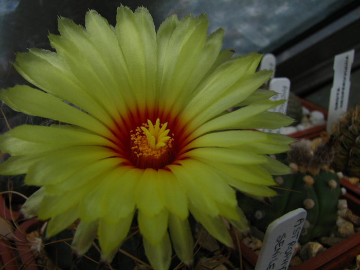 senile aureum (2) - Astrophytum