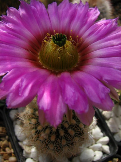 baileyii (1) - Echinocereus