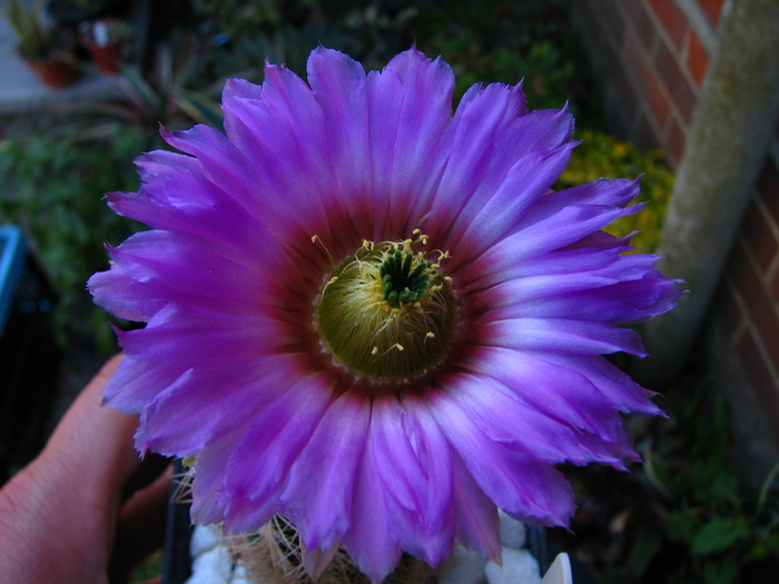 baileyii (4) - Echinocereus