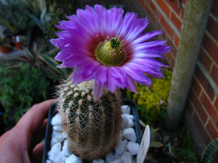 baileyii (6) - Echinocereus