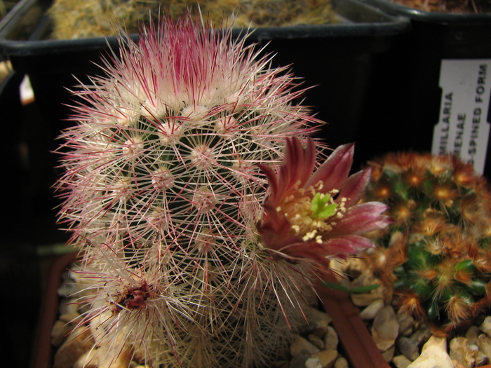 chloranthus russanthus (1) - Echinocereus