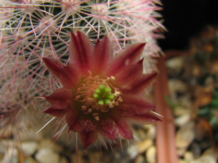 chloranthus russanthus - Echinocereus