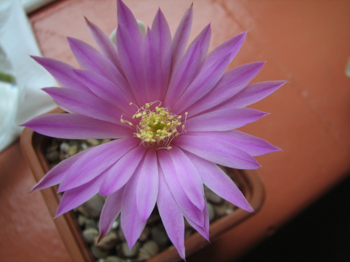 laui (2) - Echinocereus