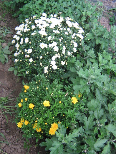 crizanteme in iulie - FLORI 2010