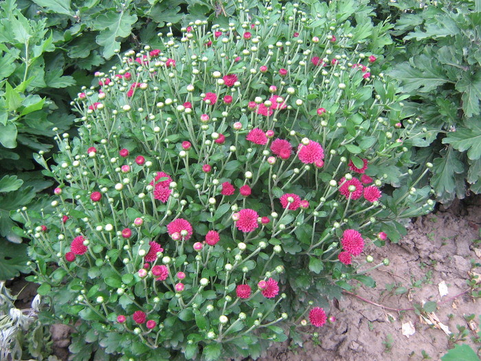 4 iulie 055