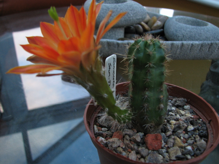 salm-dyckianus - Echinocereus