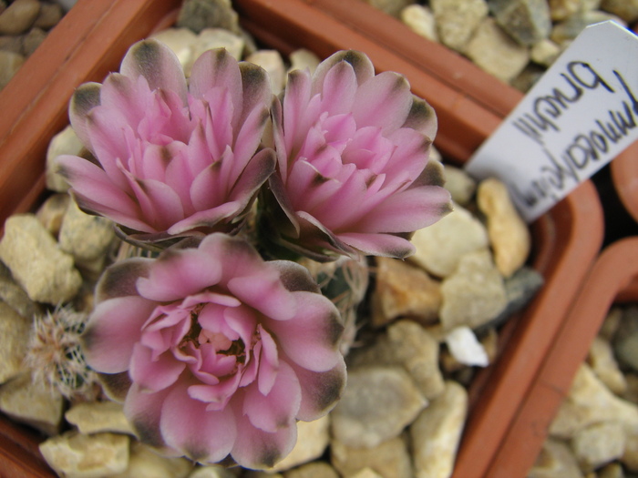 bruchii (1) - Gymnocalycium