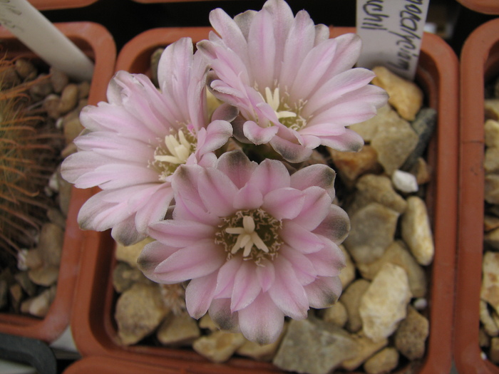 bruchii (3) - Gymnocalycium