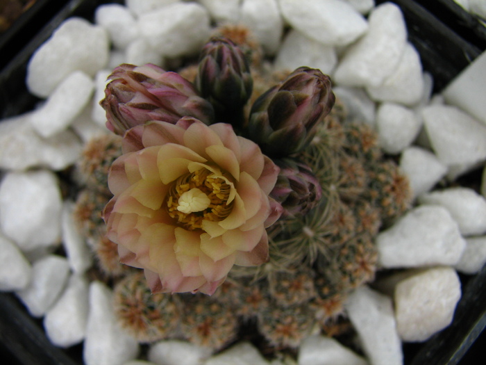 bruchii (4) - Gymnocalycium