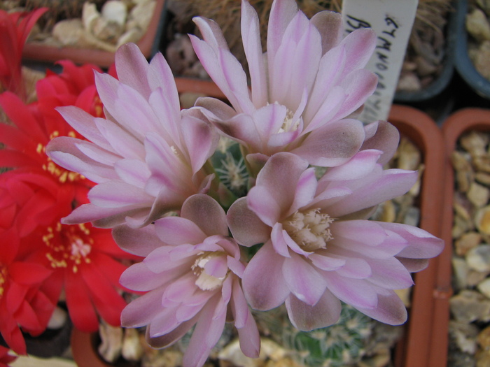 bruchii - Gymnocalycium