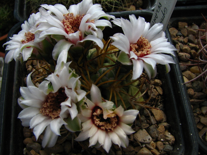 pflanzii - Gymnocalycium