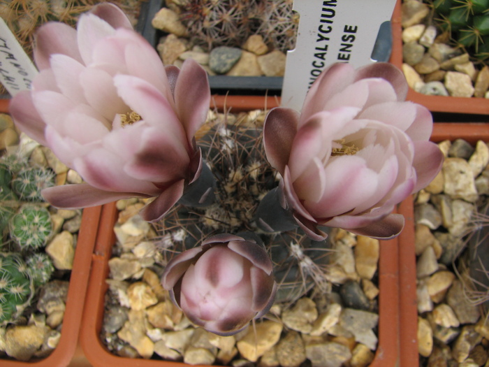 taningaense (1) - Gymnocalycium