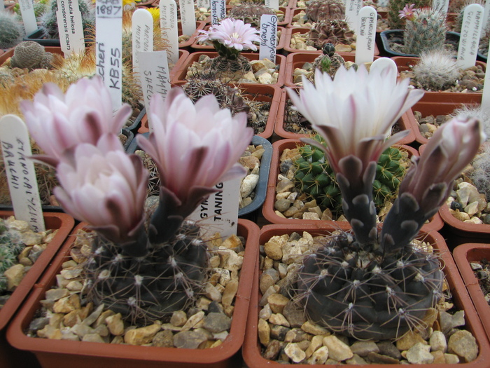 taningaense (2) - Gymnocalycium