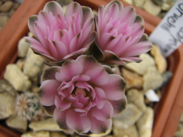 taningaense (3) - Gymnocalycium