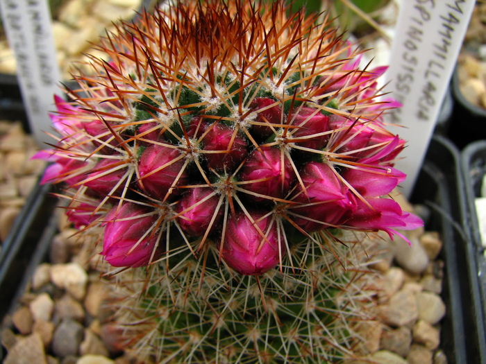 spinosissima - Mammillaria