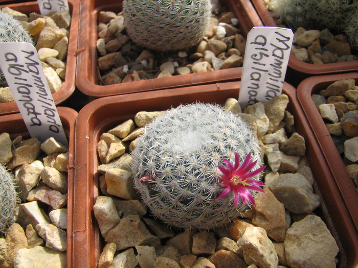 albilanata (1) - Mammillaria