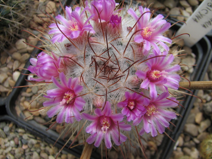 bombicyna (2) - Mammillaria