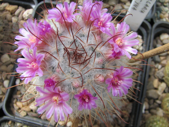 bombicyna - Mammillaria