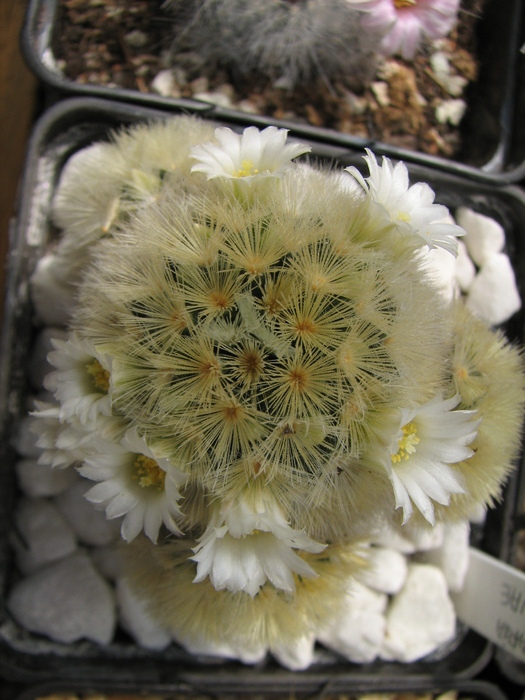 carmenae (1) - Mammillaria