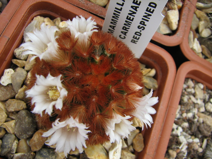 carmenae (2) - Mammillaria