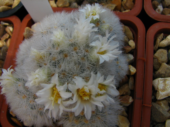 carmenae (4) - Mammillaria