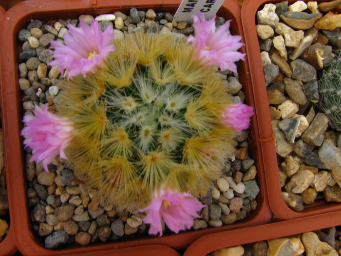 carmenae (5) - Mammillaria