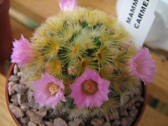 carmenae - Mammillaria