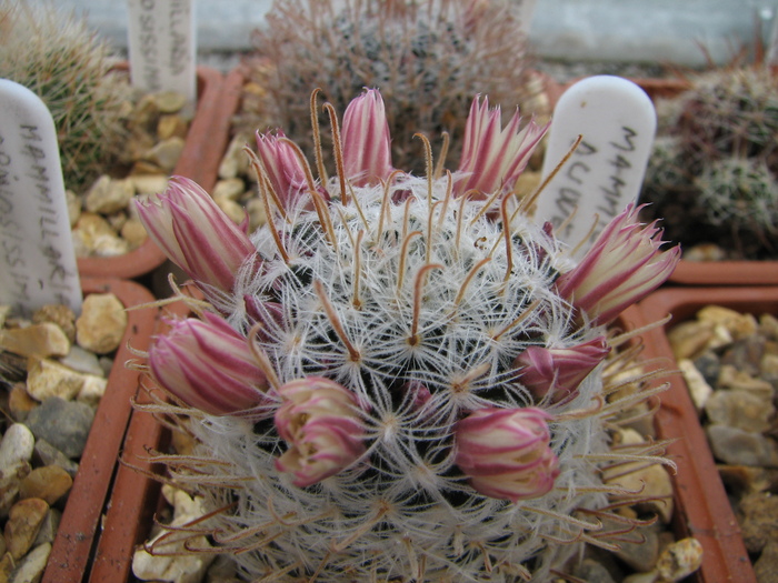 duwei - Mammillaria