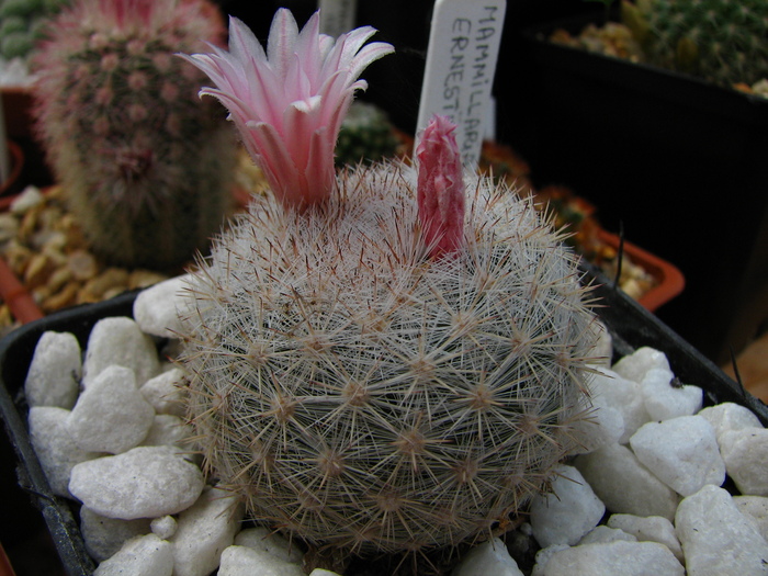 ernestii (1) - Mammillaria