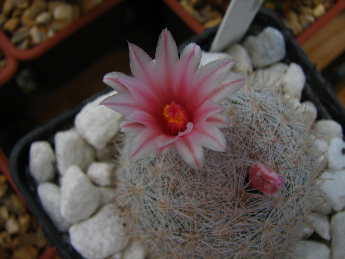 ernestii - Mammillaria