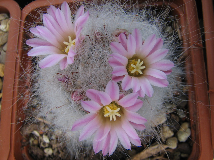 guelzowiana (1) - Mammillaria