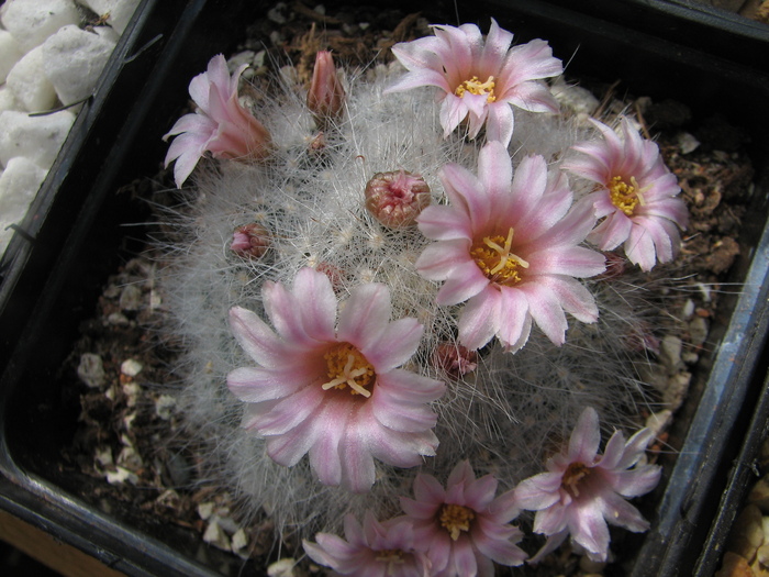 guelzowiana - Mammillaria