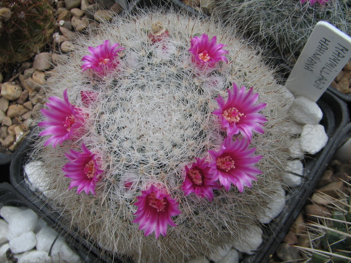 hahniana (1) - Mammillaria