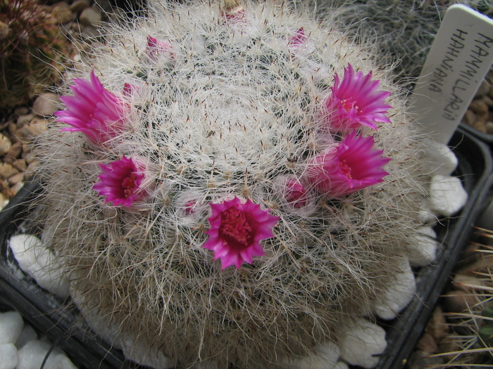 hahniana - Mammillaria