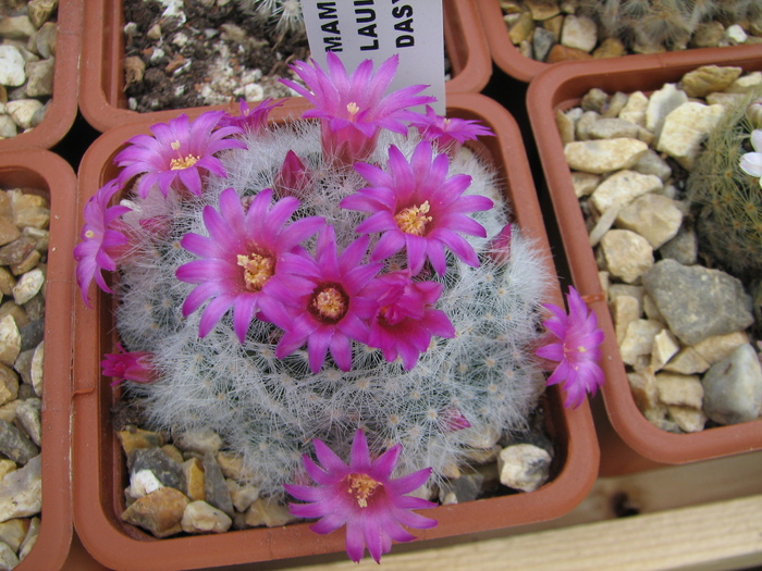 laui dasyacantha (1) - Mammillaria