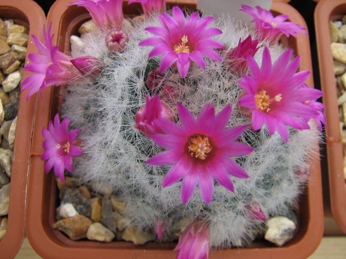 laui dasyacantha (2) - Mammillaria