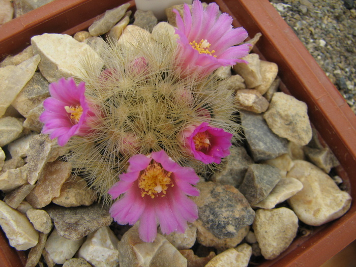 laui v. flavispinum (1) - Mammillaria