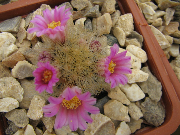 laui v. flavispinum (2) - Mammillaria