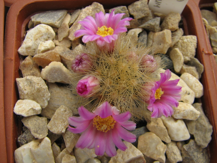 laui v. flavispinum - Mammillaria