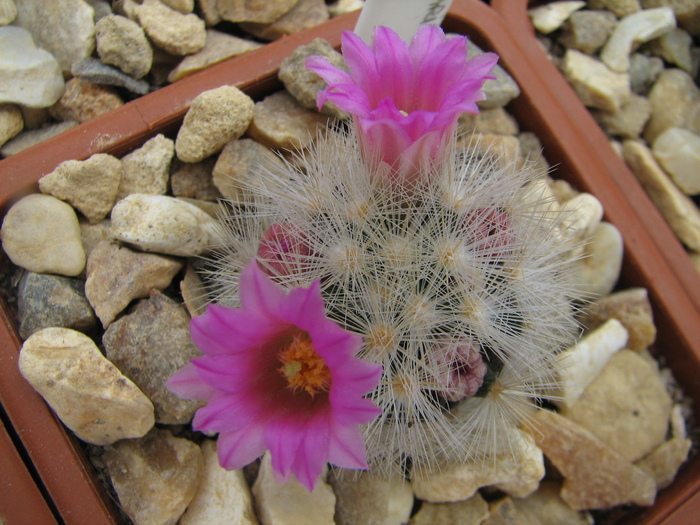 laui - Mammillaria