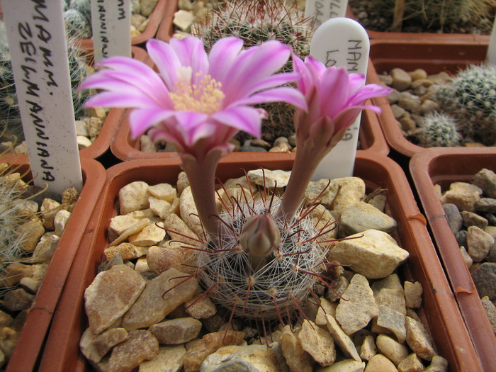 longiflora (1) - Mammillaria