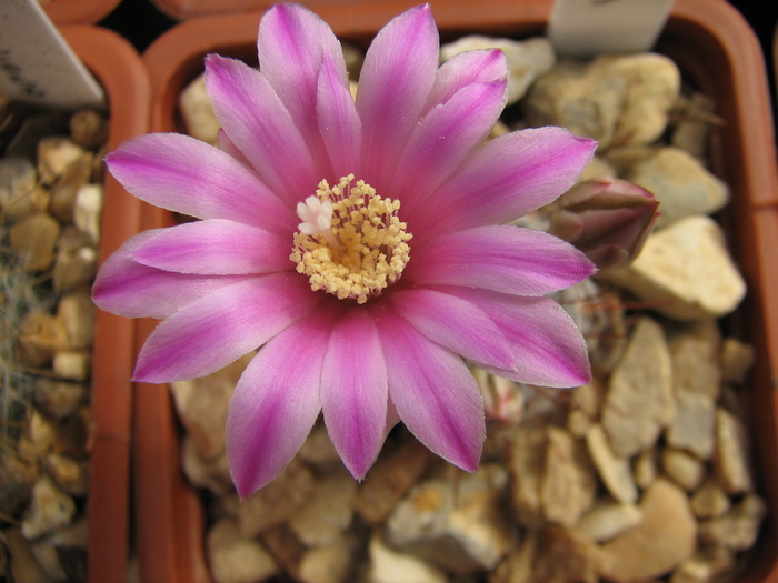 longiflora - Mammillaria