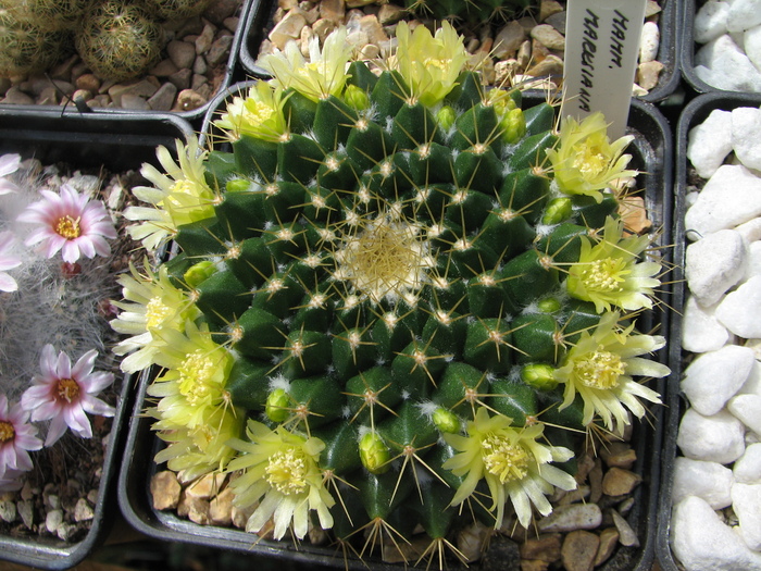 marksiana - Mammillaria