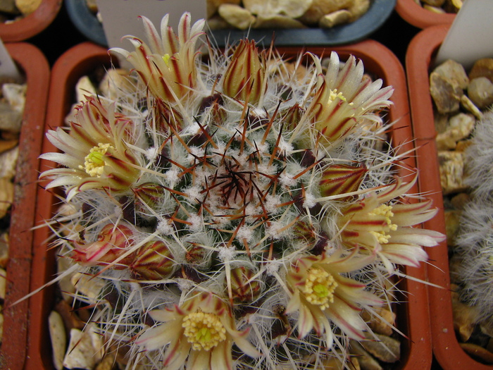 nejapensis (1) - Mammillaria