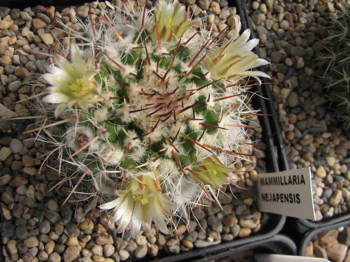 nejapensis - Mammillaria