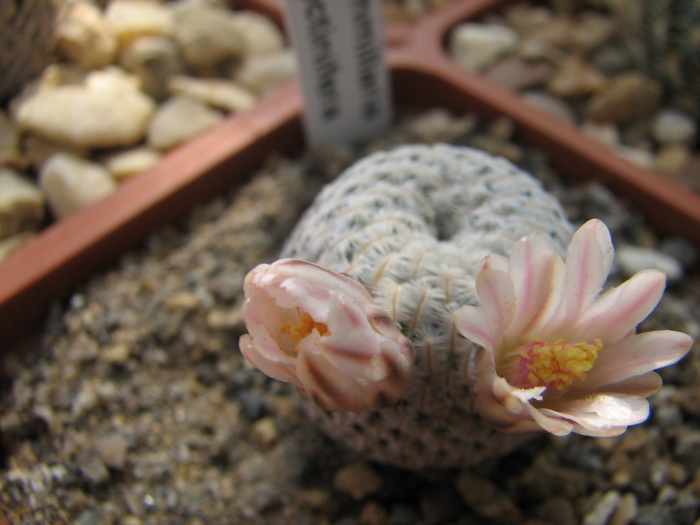 pectinifera (1) - Mammillaria