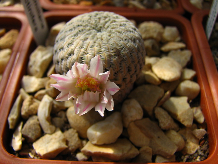 pectinifera (2) - Mammillaria